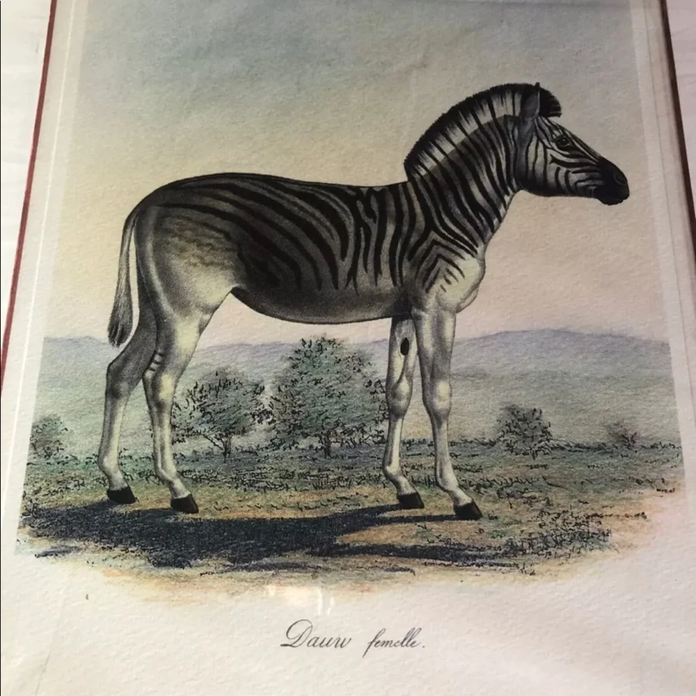 DAUW FEMELLE by Frederic‎ Cuvier Animals of Africa